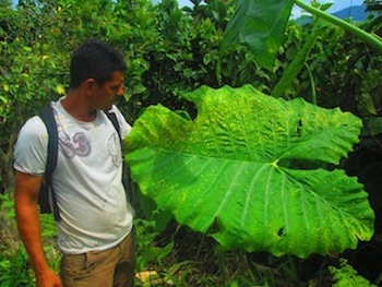 Drops on a jungle leaf after fumigation planes pass