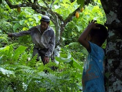 Cutting cacao